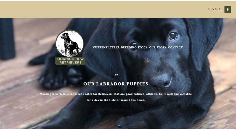 Morning Dew Retrievers WebSite